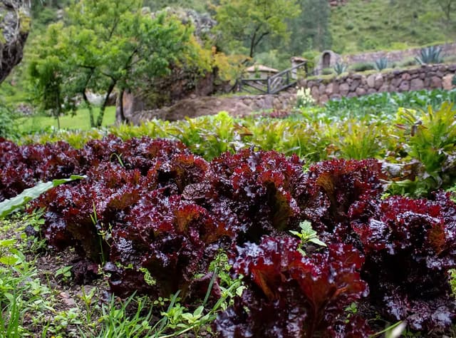 Vivero & Compost
